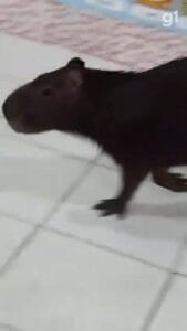 Capivara invade sala de aula em escola de Bragança, Pará