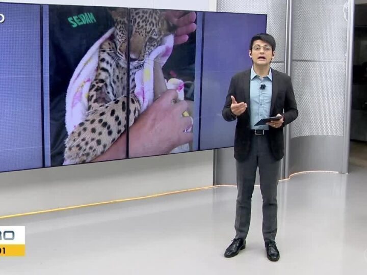 Filhote de onça-pintada resgatado em RO morre após tratamento