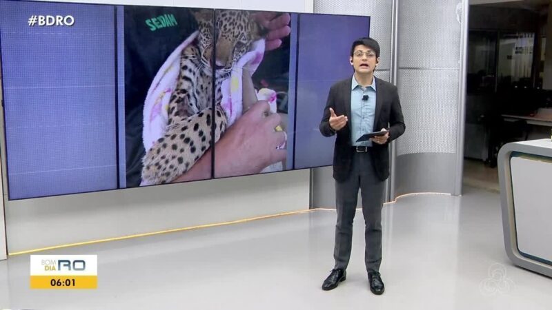 Filhote de onça-pintada resgatado em RO morre após tratamento