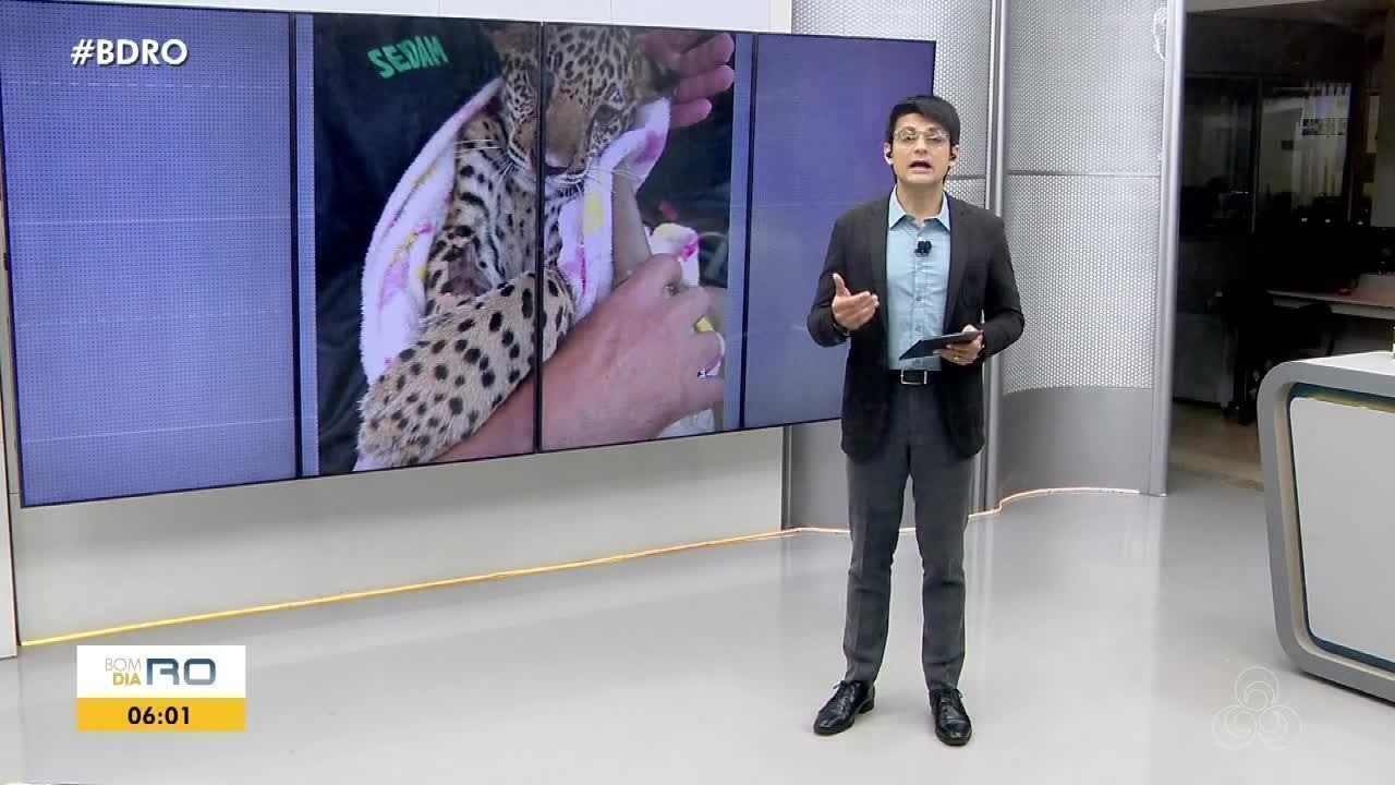 Filhote de onça-pintada resgatado em RO morre após tratamento