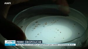 Avanço da febre Oropouche na Amazônia: estudo da Unifap