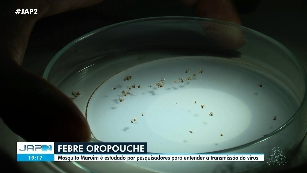 Avanço da febre Oropouche na Amazônia: estudo da Unifap