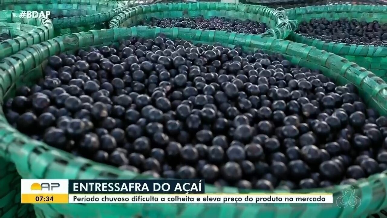 Chuvas no Amapá Afetam Colheita e Elevam Preços do Açaí em 40%