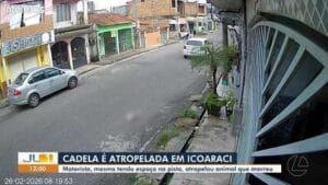Motorista Ignora Acidente e Deixa Cadela Morta em Icoaraci