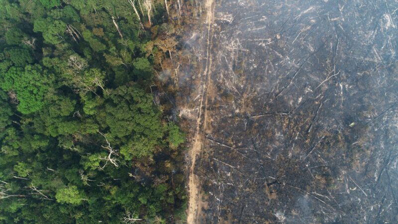Desmatamento em Terras Indígenas do Amazonas: Um Alerta Urgente para 2026