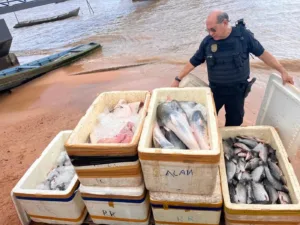 Apreensão de pescado na Base Candiru em Óbidos