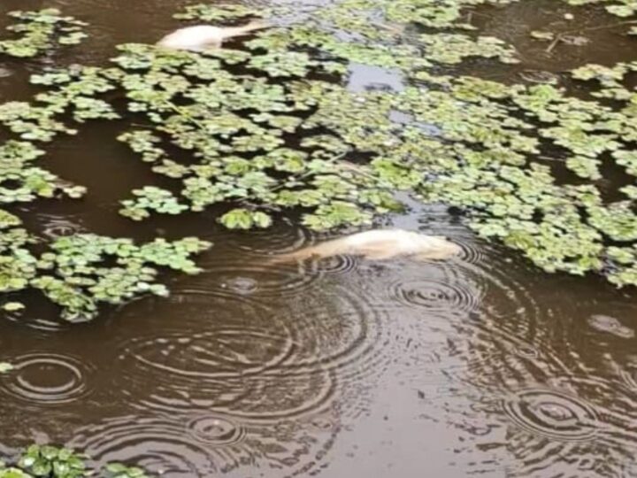 Mortandade de peixes no rio do Bailique preocupa moradores