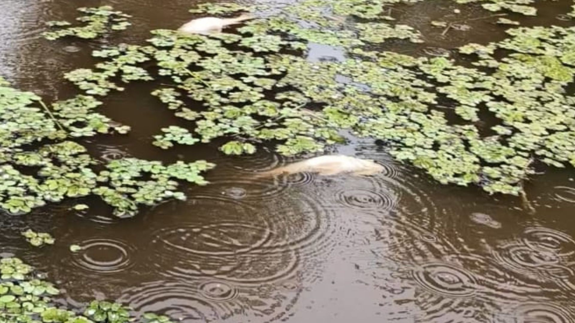 Mortandade de peixes no rio do Bailique preocupa moradores