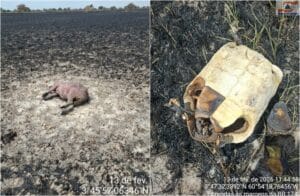Impacto de Incêndio em lavrado no Norte de Roraima