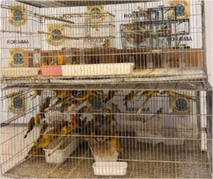 Prisão de dupla com 350 canários-da-terra em Boa Vista