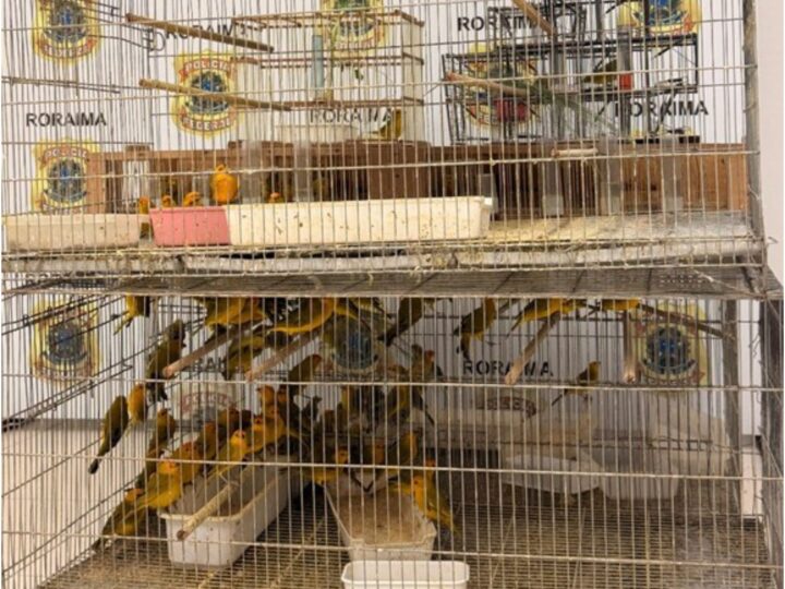 Prisão de dupla com 350 canários-da-terra em Boa Vista