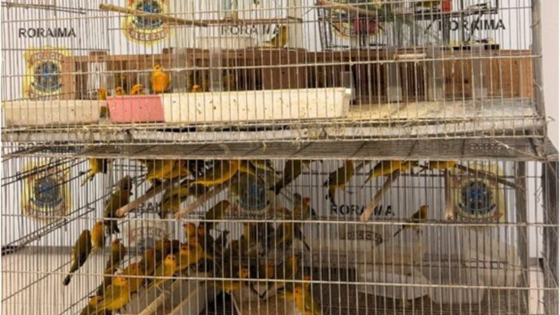 Prisão de dupla com 350 canários-da-terra em Boa Vista