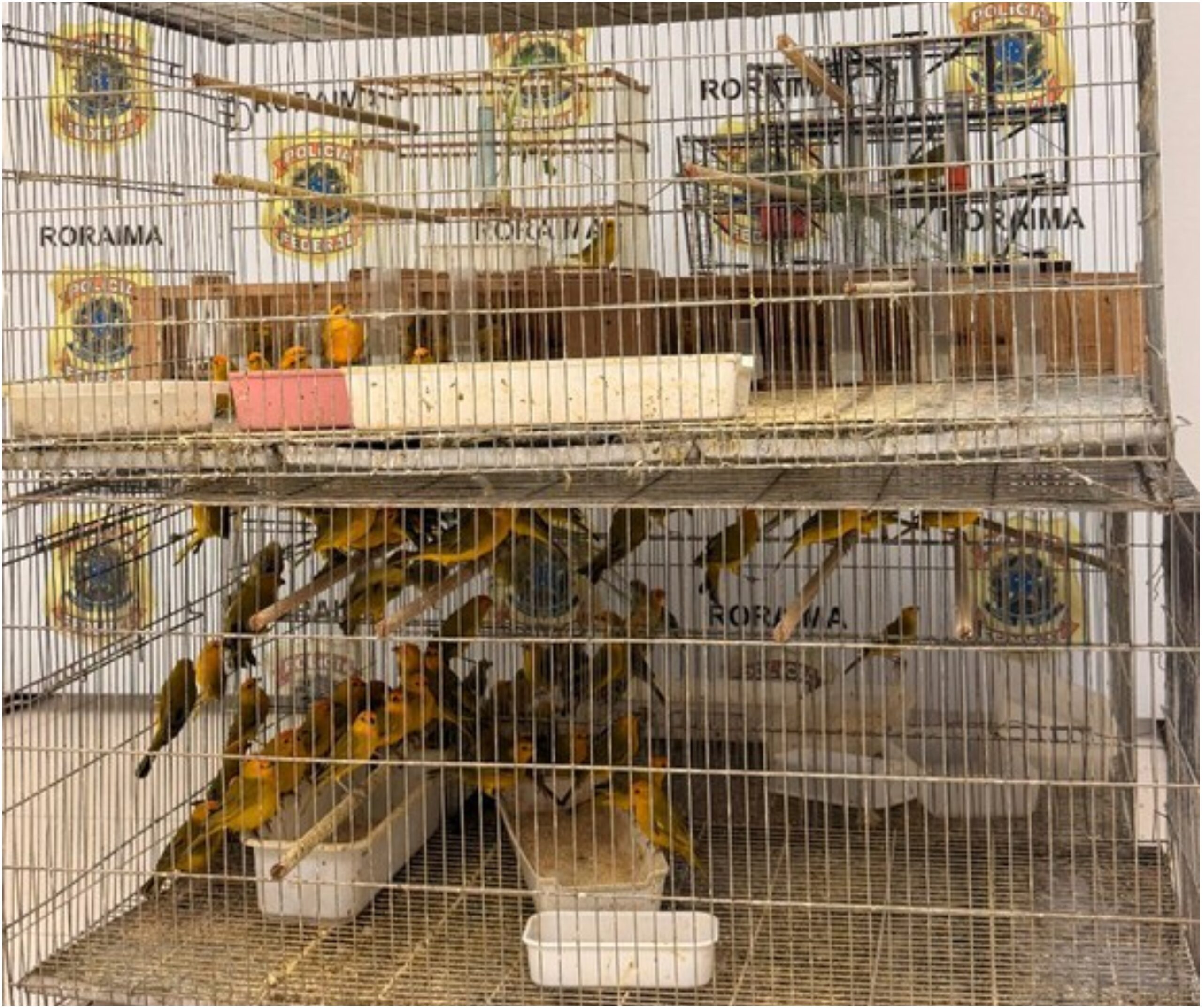 Prisão de dupla com 350 canários-da-terra em Boa Vista