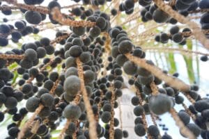 Produtores de açaí em Roraima investem em indústria própria