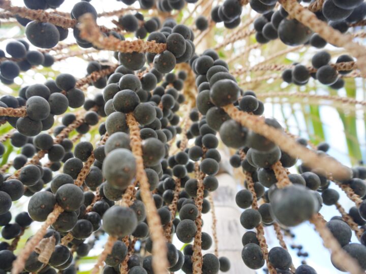 Produtores de açaí em Roraima investem em indústria própria