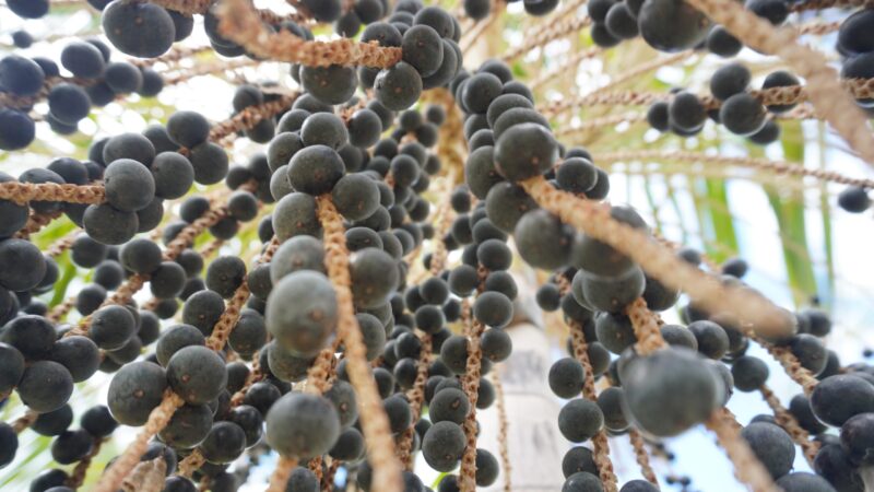 Produtores de açaí em Roraima investem em indústria própria