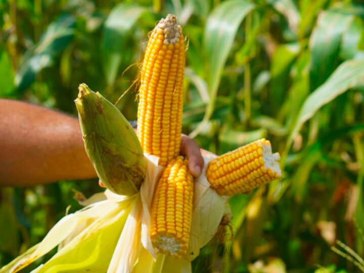 Produção de milho e soja na agricultura familiar em Macapá