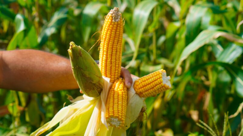 Produção de milho e soja na agricultura familiar em Macapá