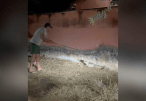 Jacaré Surpreende Moradora em Lagoa da Confusão e Gera Alerta Sobre Animais Silvestres
