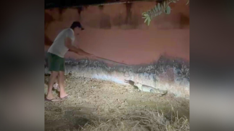 Jacaré Surpreende Moradora em Lagoa da Confusão e Gera Alerta Sobre Animais Silvestres