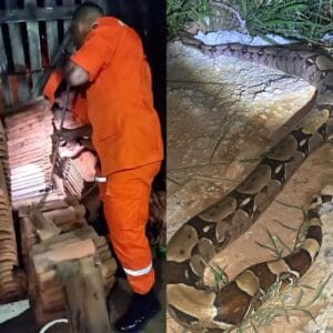 Jiboia resgatada em casa na área urbana de Ji-Paraná
