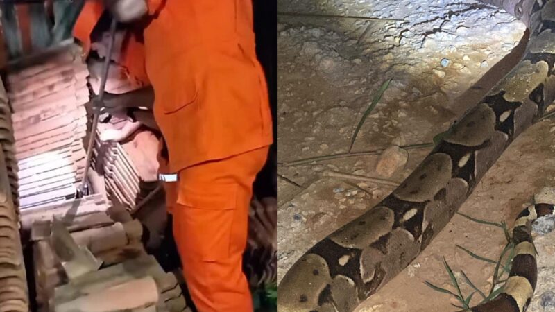 Jiboia resgatada em casa na área urbana de Ji-Paraná