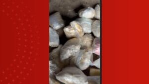 Homem preso com drogas, fuzil e lancha blindada no interior do Amazonas