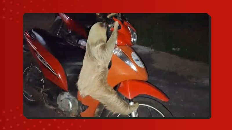 Preguiça-real é resgatada em Manacapuru após tentativa de subir em motocicleta