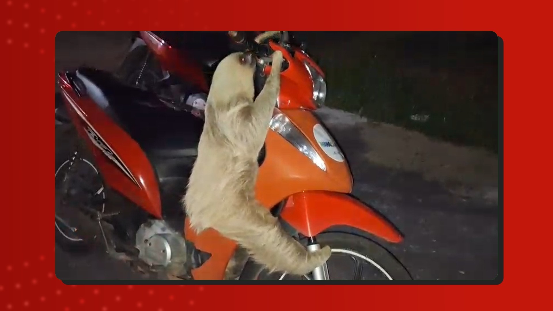 Preguiça-real é resgatada em Manacapuru após tentativa de subir em motocicleta