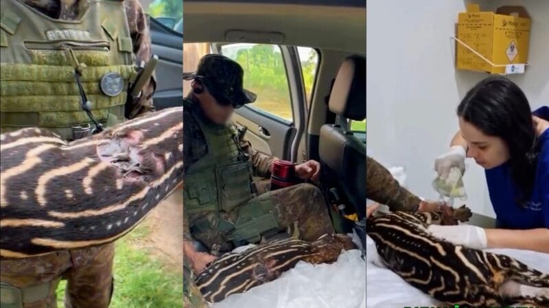 Resgate de Anta ferida em área rural de RO