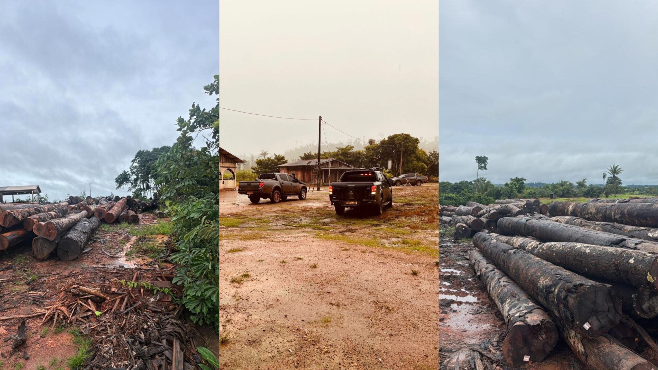 Operação Erisícton: Polícia Federal Combate Desmatamento Ilegal em Terra Indígena de RO