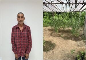 Idoso preso com estufa de maconha em Roraima: Alegações da Defesa e contexto do