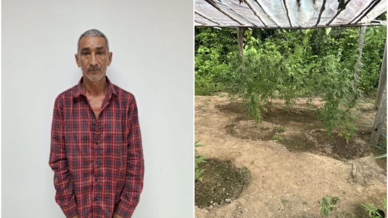 Idoso preso com estufa de maconha em Roraima: Alegações da Defesa e contexto do