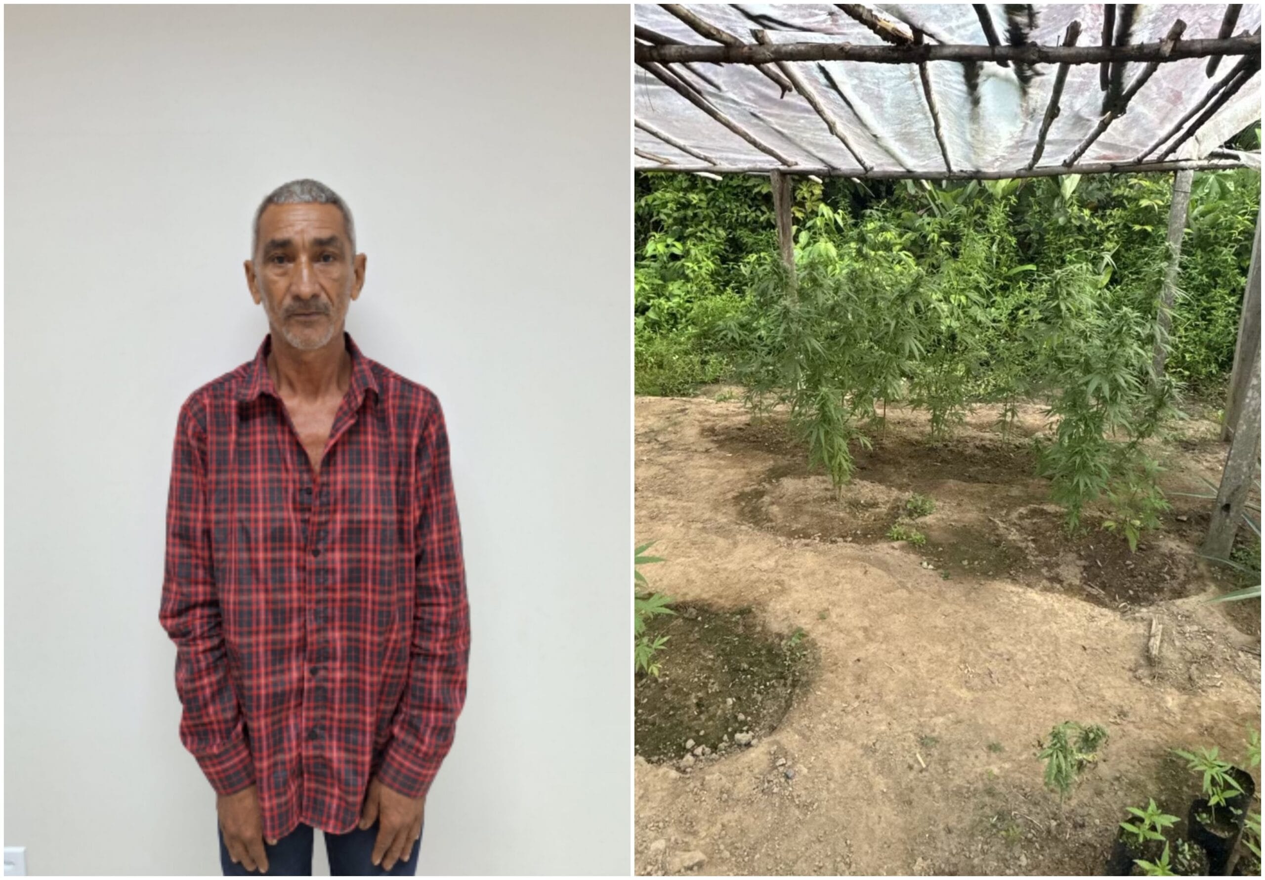 Idoso preso com estufa de maconha em Roraima: Alegações da Defesa e contexto do