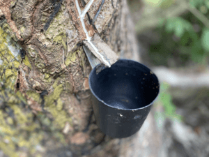 Empreendimento Feminino Transforma Látex em Joias Sustentáveis na Amazônia