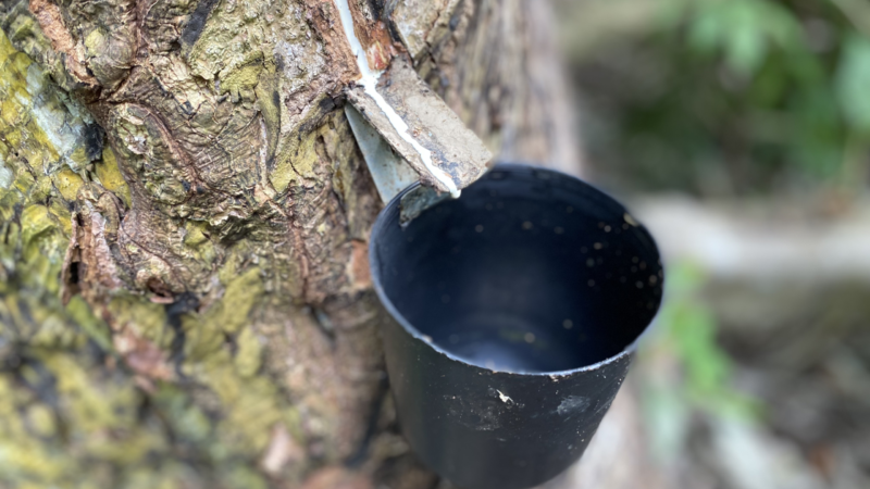 Empreendimento Feminino Transforma Látex em Joias Sustentáveis na Amazônia
