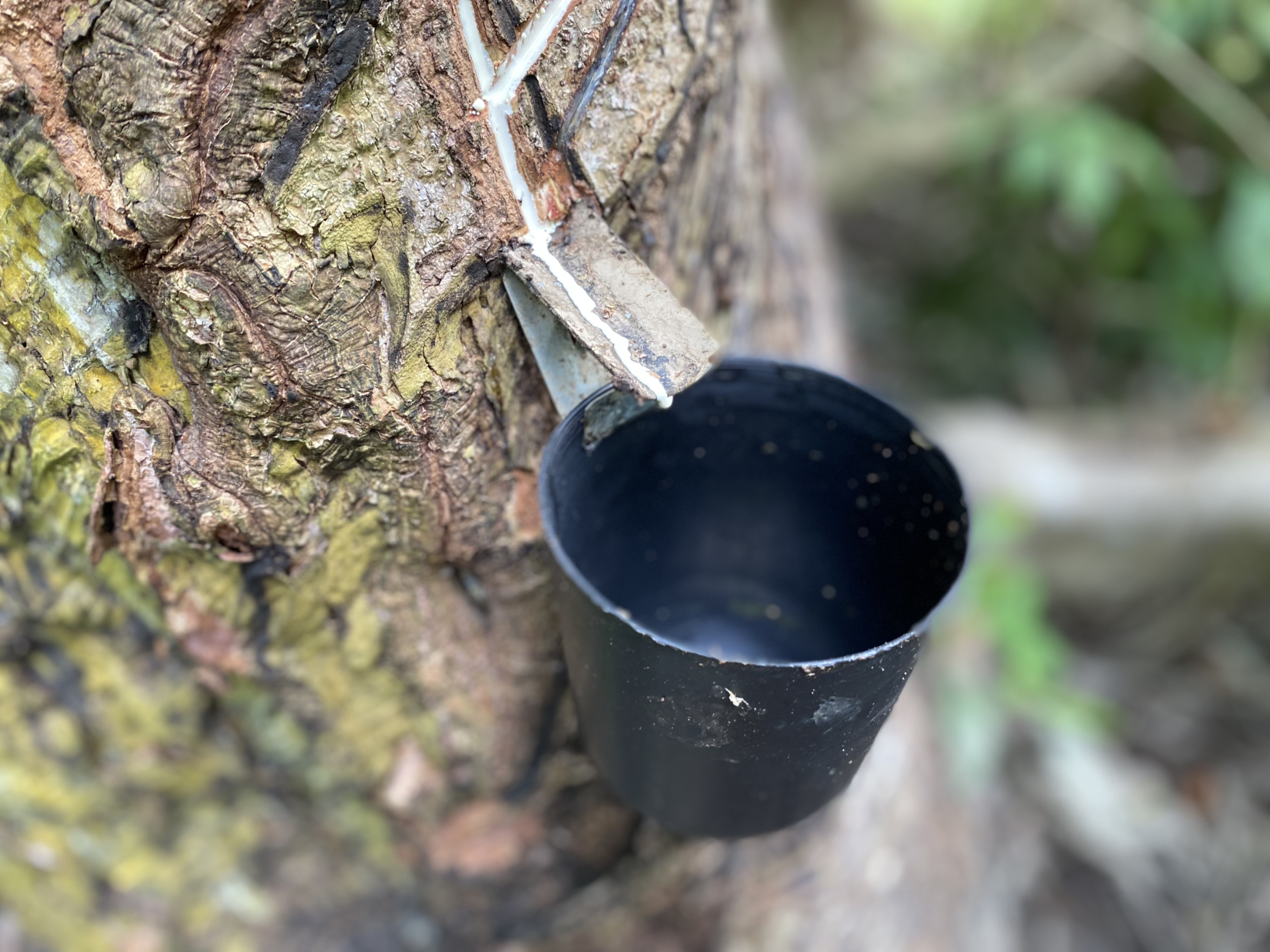 Empreendimento Feminino Transforma Látex em Joias Sustentáveis na Amazônia