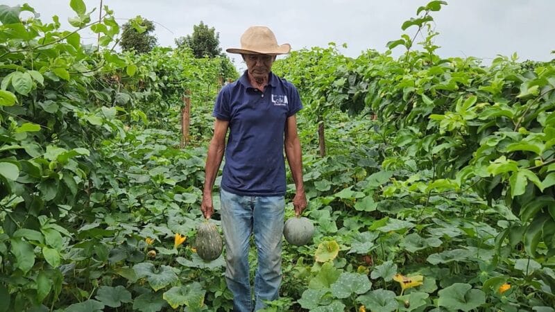 Plantio consorciado para pequenos agricultores em Roraima