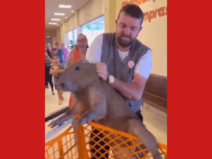 Capivara é resgatada de supermercado no Acre