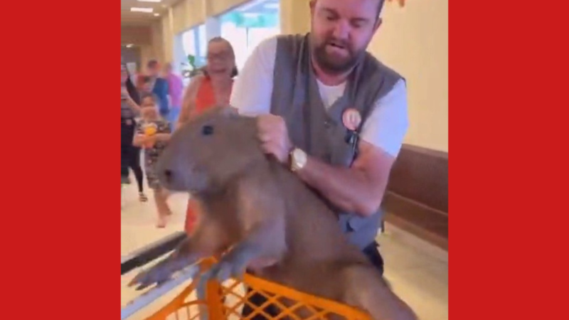 Capivara é resgatada de supermercado no Acre