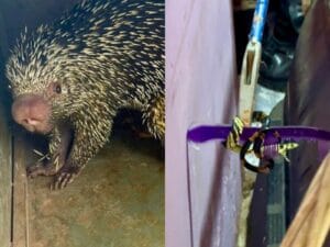 Resgate de Animais Silvestres no Acre: Cobra Caninana e Porco-Espinho Encontrados em Residências