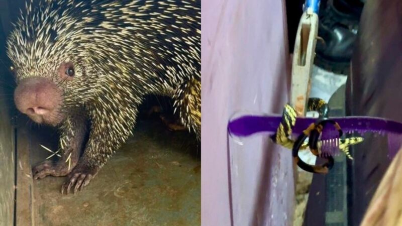 Resgate de Animais Silvestres no Acre: Cobra Caninana e Porco-Espinho Encontrados em Residências