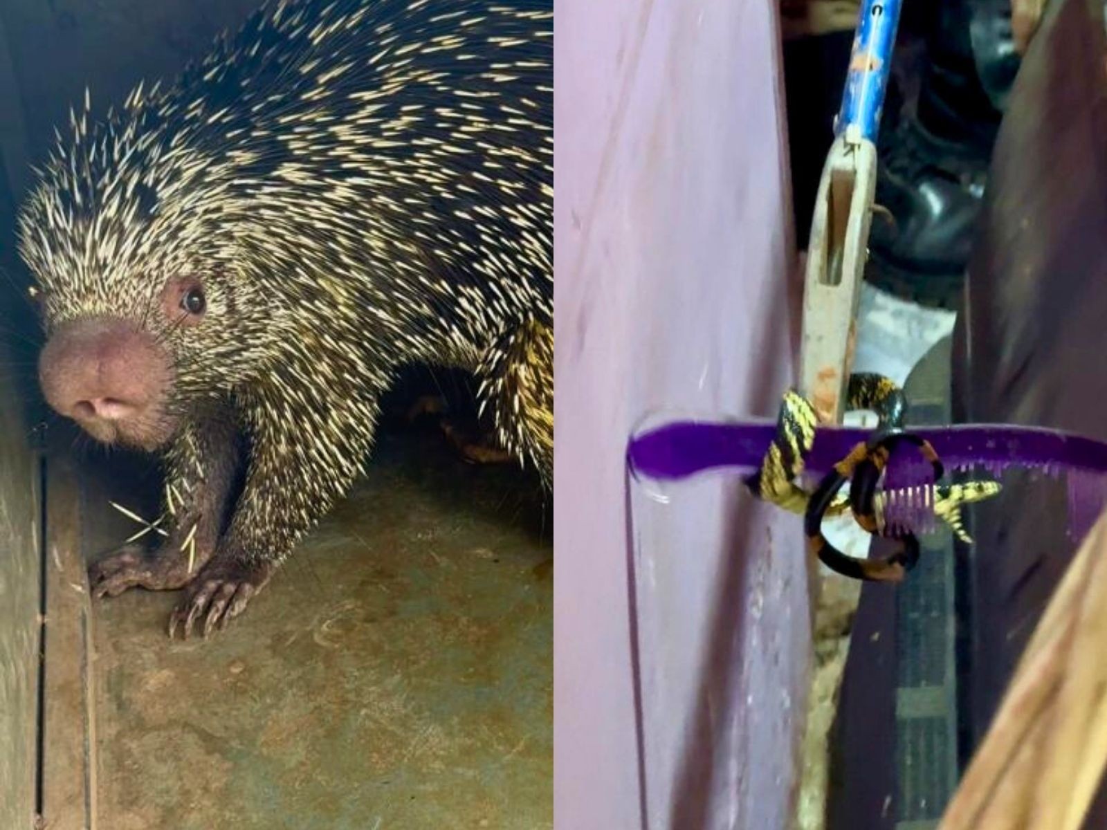 Resgate de Animais Silvestres no Acre: Cobra Caninana e Porco-Espinho Encontrados em Residências