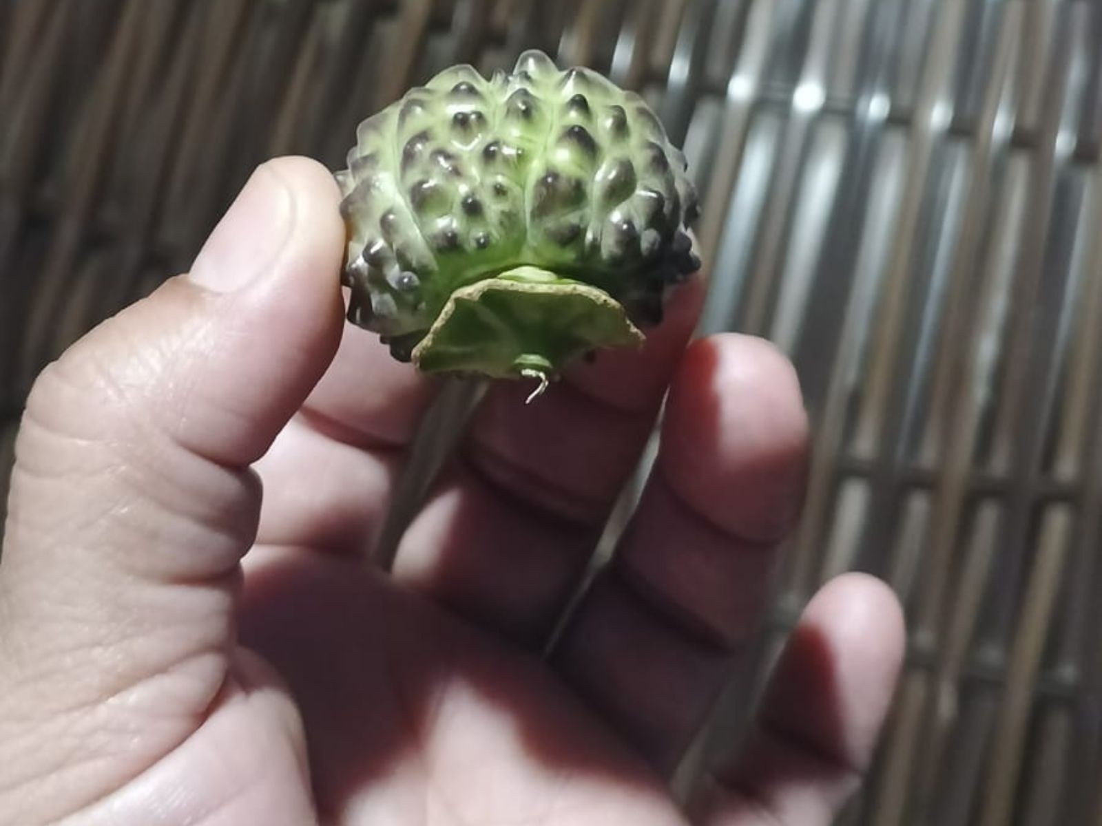 Intoxicação Alimentar: Idoso é Intubado Após Comer Fruto de Planta Tóxica no Acre