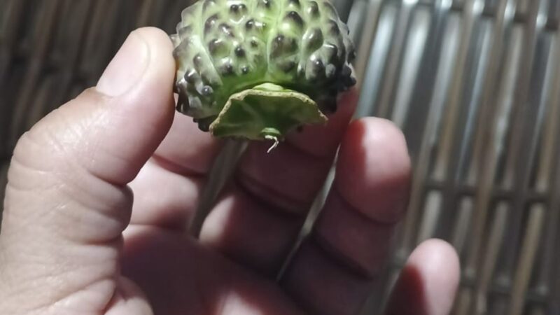 Intoxicação Grave em Família do Acre Devido ao Consumo de Fruto Tóxico