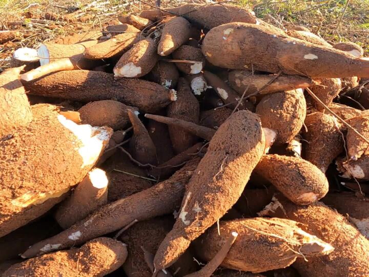 O drama dos indígenas do Amapá e a vassoura-de-bruxa da mandioca