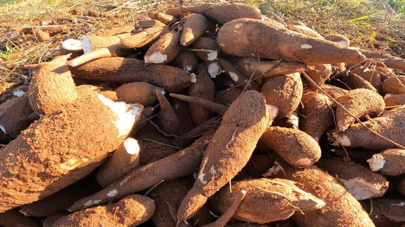 O drama dos indígenas do Amapá e a vassoura-de-bruxa da mandioca