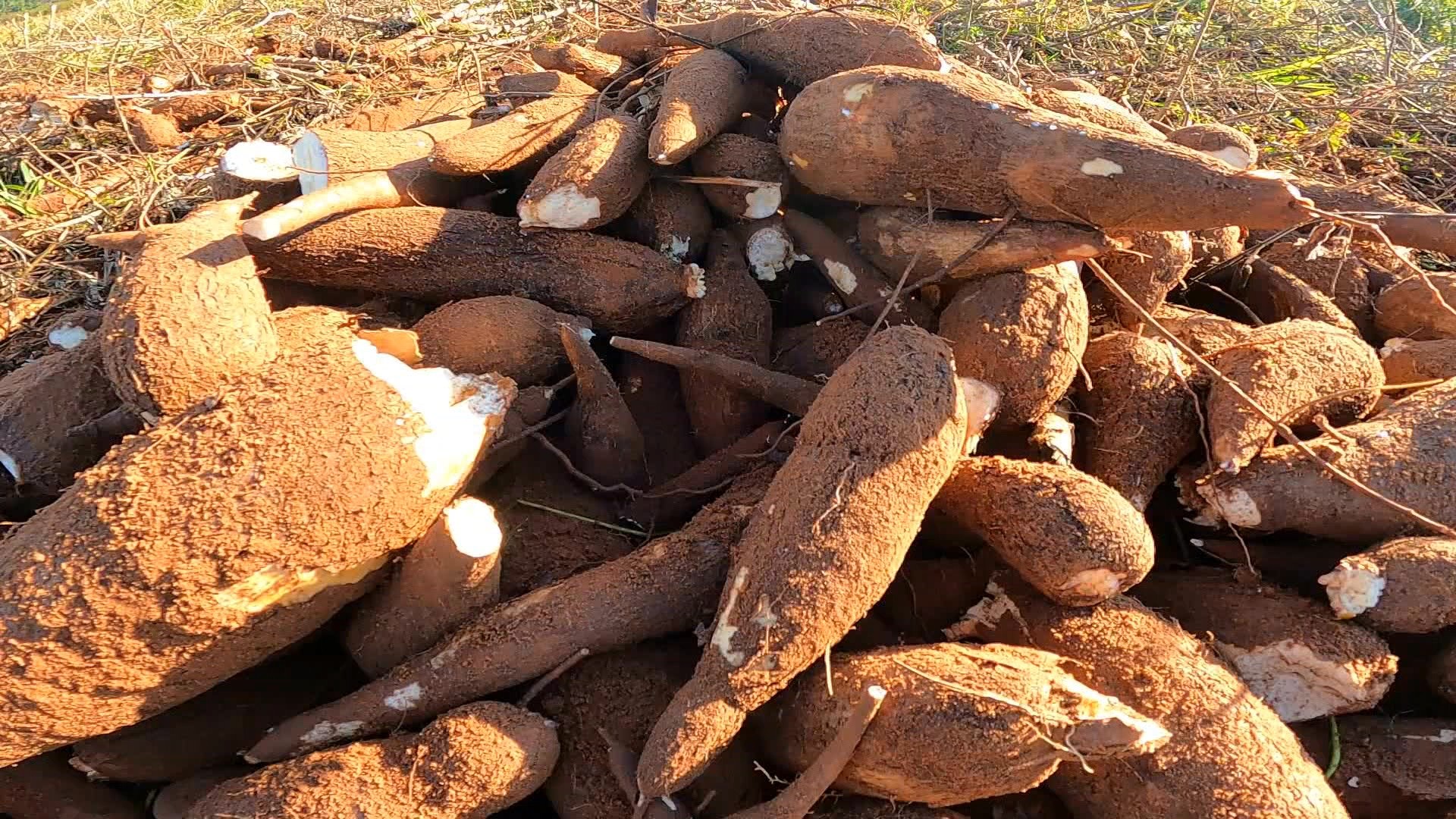 O drama dos indígenas do Amapá e a vassoura-de-bruxa da mandioca