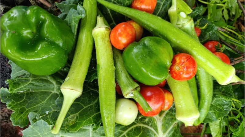 Hortas Pedagógicas Transformam o Ensino em Roraima