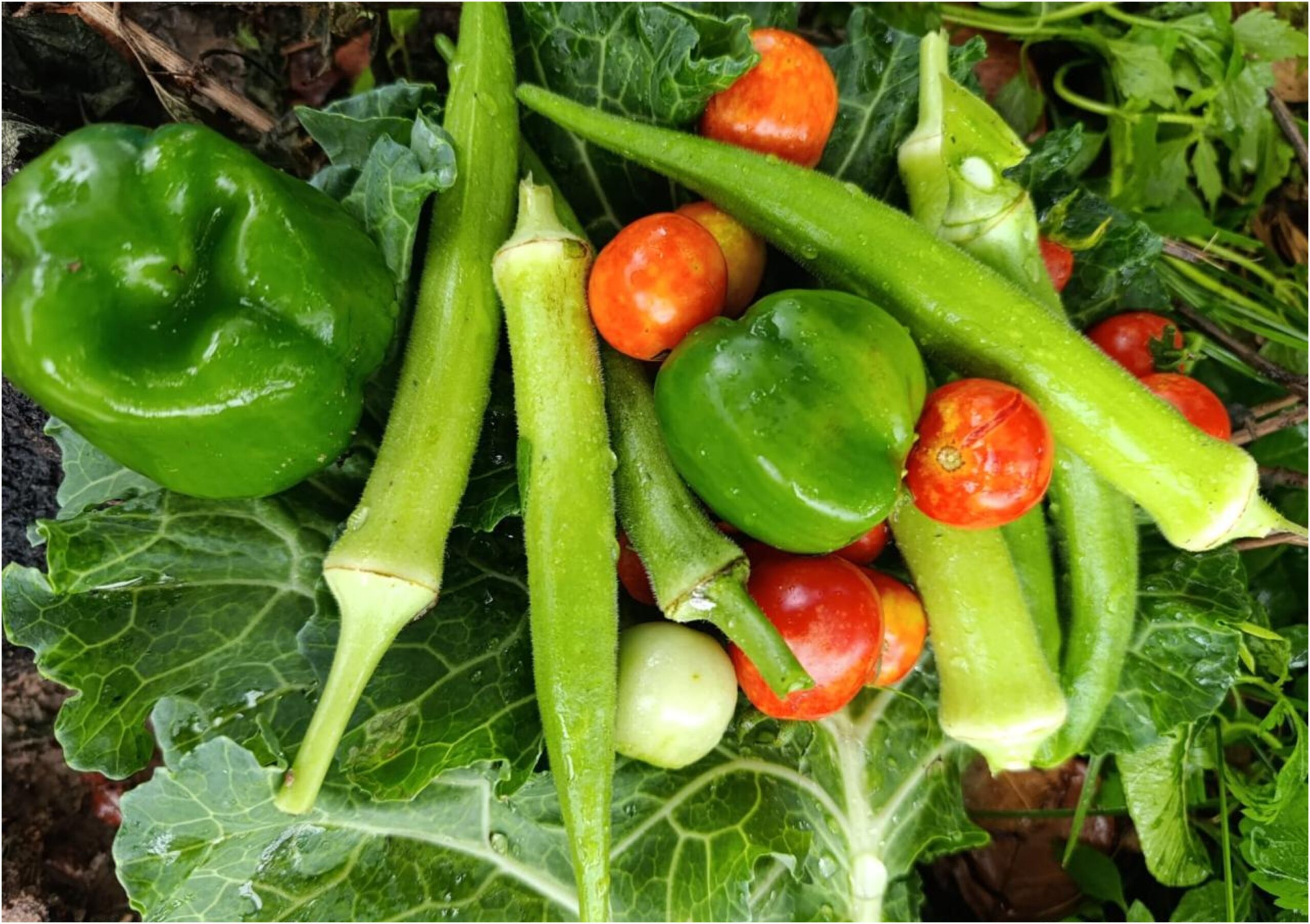 Hortas Pedagógicas Transformam o Ensino em Roraima